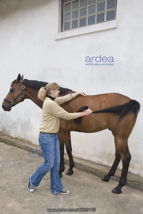 : Session of osteopathy on a horse Selle francais in Obreck : Session of osteopathy on a horse Selle francais in Obreck