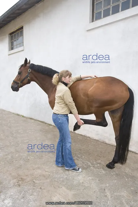 : Session of osteopathy on a horse Selle francais in Obreck : Session of osteopathy on a horse Selle francais in Obreck