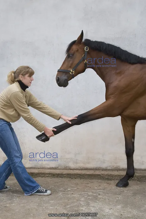 : Session of osteopathy on a horse Selle francais in Obreck : Session of osteopathy on a horse Selle francais in Obreck