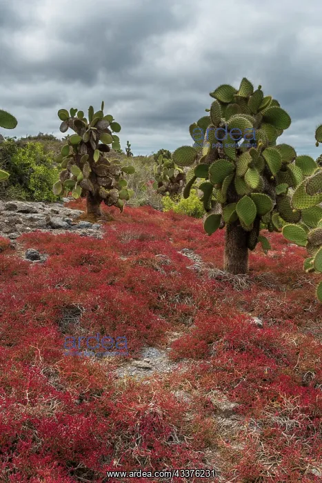 : Sesuvium edmonstonei and cactus, South Plaza Island : Sesuvium edmonstonei and cactus, South Plaza Island