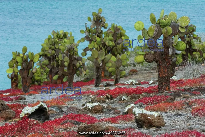 : Sesuvium edmonstonei and cactus, South Plaza Island : Sesuvium edmonstonei and cactus, South Plaza Island
