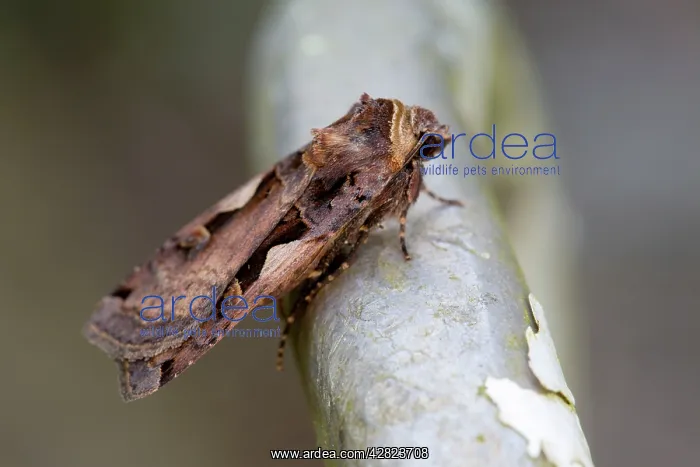 : Setaceous Hebrew Character Moth : Setaceous Hebrew Character Moth