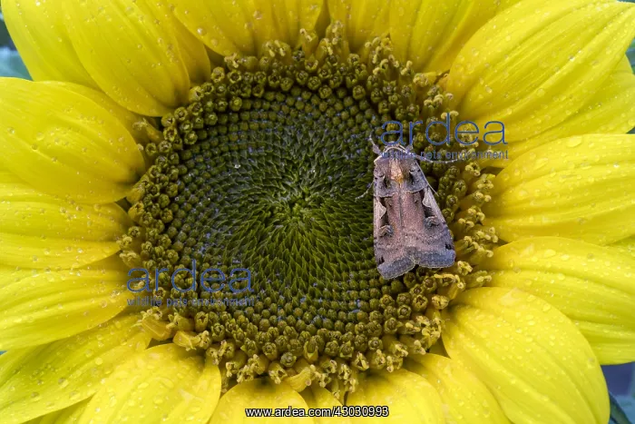 : Setaceous Hebrew Character Moth - on Sunflower - : Setaceous Hebrew Character Moth - on Sunflower -