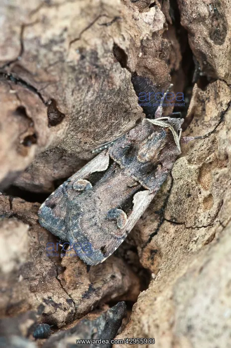: Setaceous Hebrew Character - resting on dead wood : Setaceous Hebrew Character - resting on dead wood