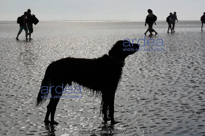  : Setter and pilgrims in the Mont Saint Michel Bay