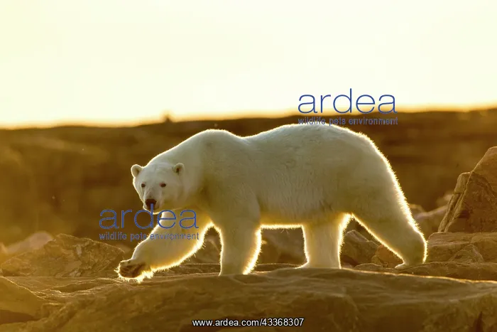 : Setting midnight sun lights Polar Bear (Ursus maritimus) : Setting midnight sun lights Polar Bear (Ursus maritimus)