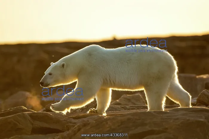 : Setting midnight sun lights Polar Bear (Ursus maritimus) : Setting midnight sun lights Polar Bear (Ursus maritimus)