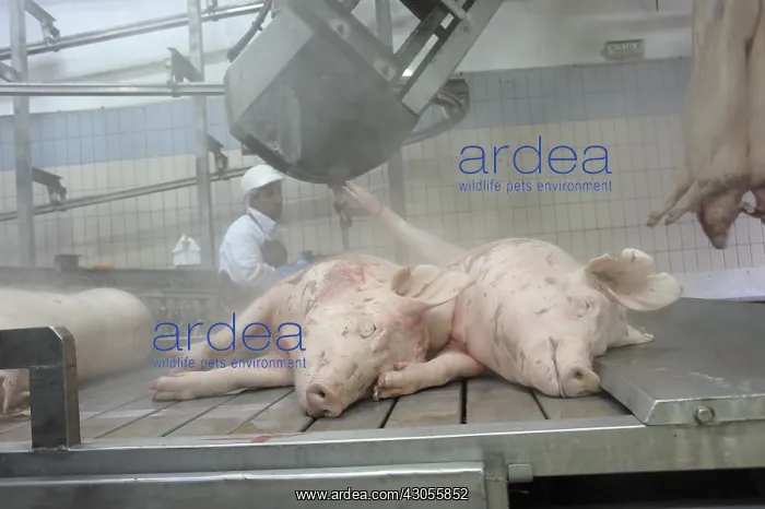 : Setting up the remains of Pigs on a conveyor Rodez : Setting up the remains of Pigs on a conveyor Rodez