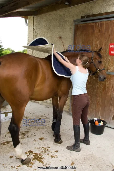 : Setting up the saddle blanket on the back of a horse France : Setting up the saddle blanket on the back of a horse France