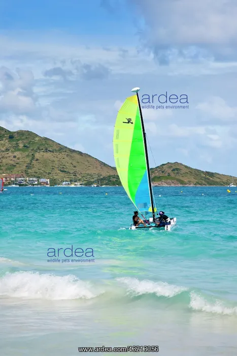 : Setting sail in a Hobe cat off Orient Beach : Setting sail in a Hobe cat off Orient Beach