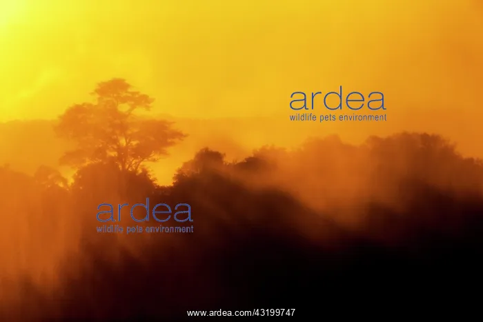: Setting sun lights mist-covered trees near Eastern : Setting sun lights mist-covered trees near Eastern
