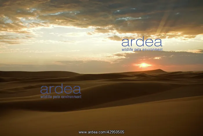  : Setting sun in the Namib Dunes - With glowing clouds