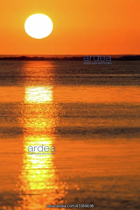 : The setting sun is reflected in the calm waters o : The setting sun is reflected in the calm waters o