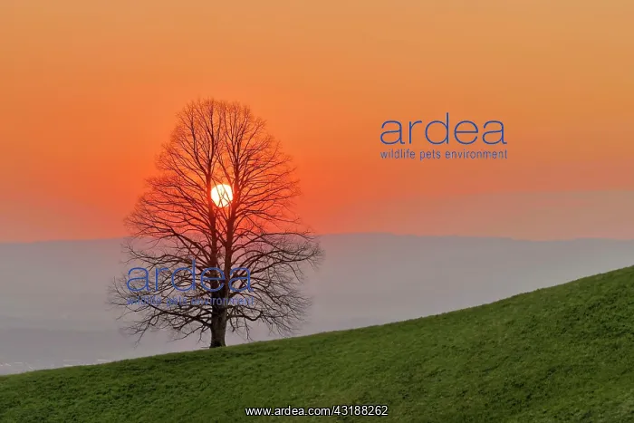 : Setting sun shines through linden tree (Tilia) : Setting sun shines through linden tree (Tilia)