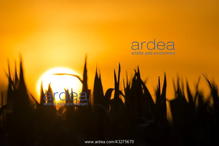 : Setting sun behind a silhouetted corn field, Th : Setting sun behind a silhouetted corn field, Th