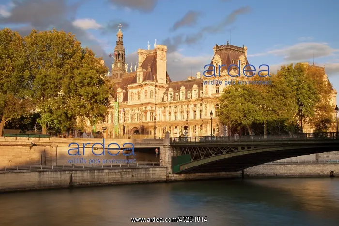 : Setting sunlight on Hotel de Ville, Paris : Setting sunlight on Hotel de Ville, Paris