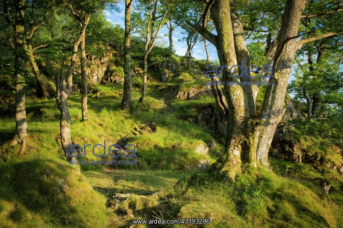: Setting sunlight on the trees and hillside above : Setting sunlight on the trees and hillside above