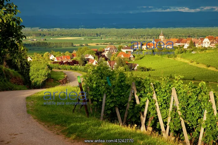 : Setting sunlight on the vineyards of the : Setting sunlight on the vineyards of the