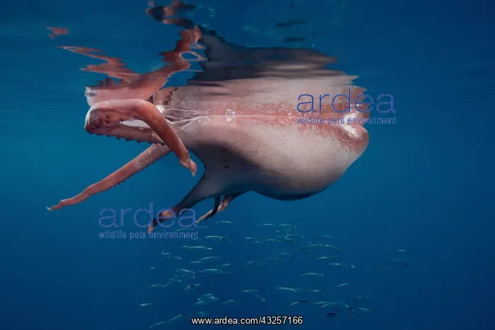 : Seven-arm octopus (Haliphron atlanticus) killed : Seven-arm octopus (Haliphron atlanticus) killed
