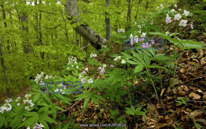 : Seven-leaved bittercress - in montane beech forest : Seven-leaved bittercress - in montane beech forest