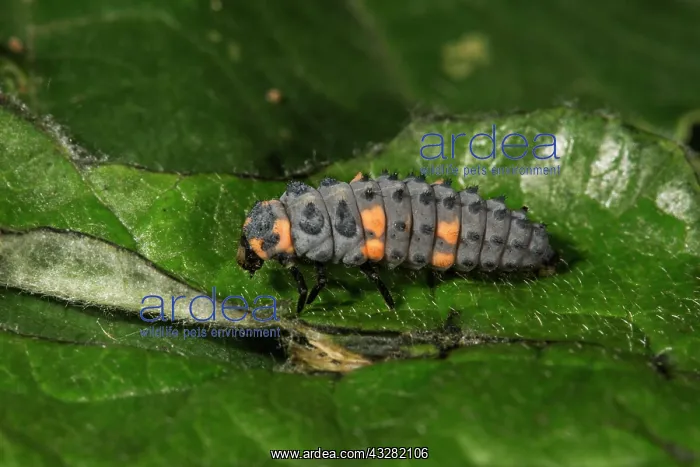 : Seven-point ladybird (Coccinella septempunktata) : Seven-point ladybird (Coccinella septempunktata)