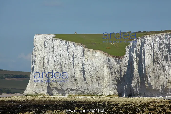 : Seven Sisters Chalk Cliffs, Birling Gap : Seven Sisters Chalk Cliffs, Birling Gap