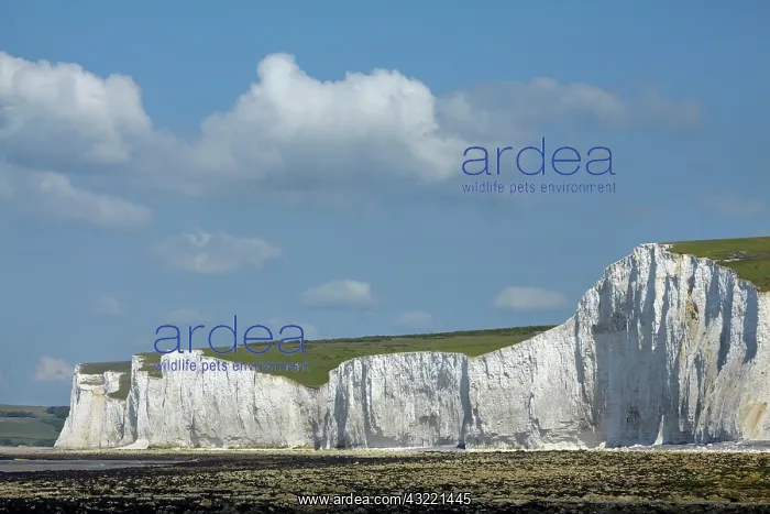 : Seven Sisters Chalk Cliffs, Birling Gap : Seven Sisters Chalk Cliffs, Birling Gap