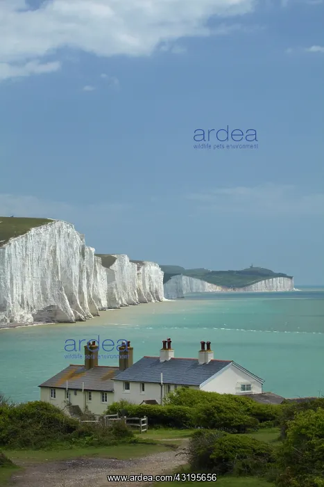 : Seven Sisters Chalk Cliffs, and coastguard cottages : Seven Sisters Chalk Cliffs, and coastguard cottages