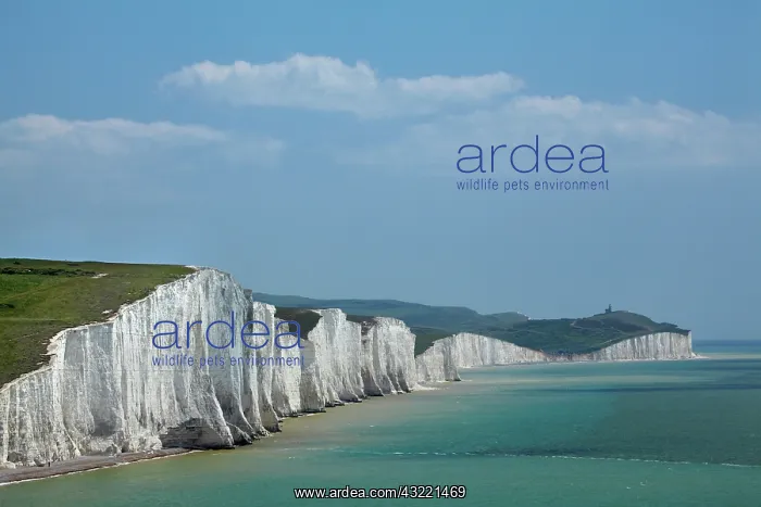 : Seven Sisters Chalk Cliffs, seen from Cuckmere : Seven Sisters Chalk Cliffs, seen from Cuckmere