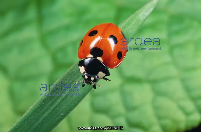 : Seven-Spot LADYBIRD : Seven-Spot LADYBIRD