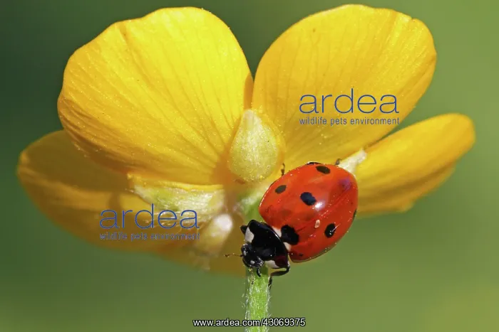 : Seven-spot Ladybird : Seven-spot Ladybird
