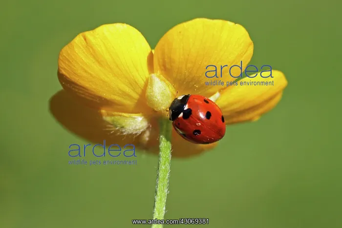 : Seven-spot Ladybird : Seven-spot Ladybird