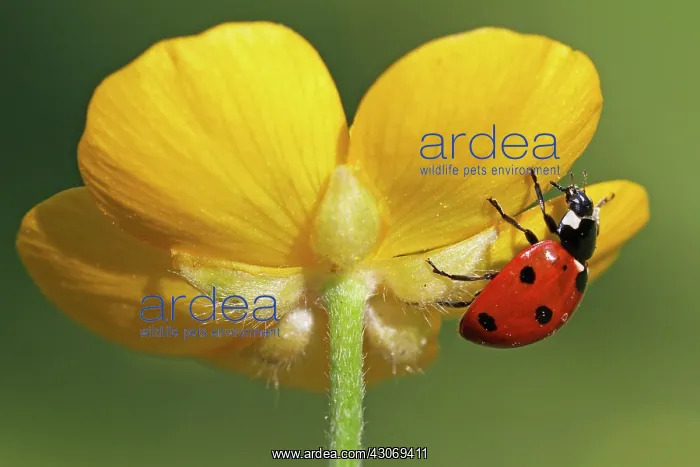 : Seven-spot Ladybird : Seven-spot Ladybird