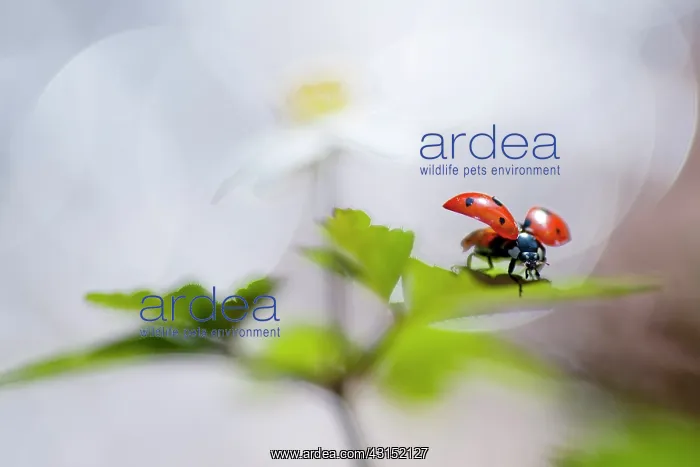 : Seven-spot Ladybird : Seven-spot Ladybird