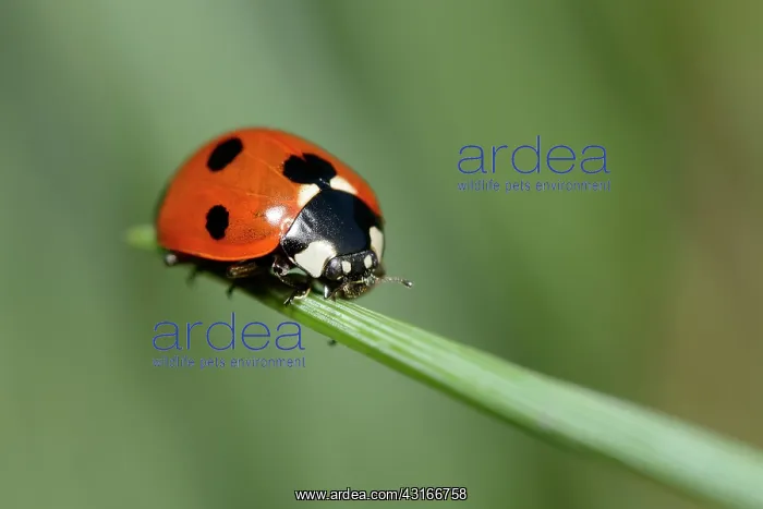 : Seven-spot Ladybird : Seven-spot Ladybird