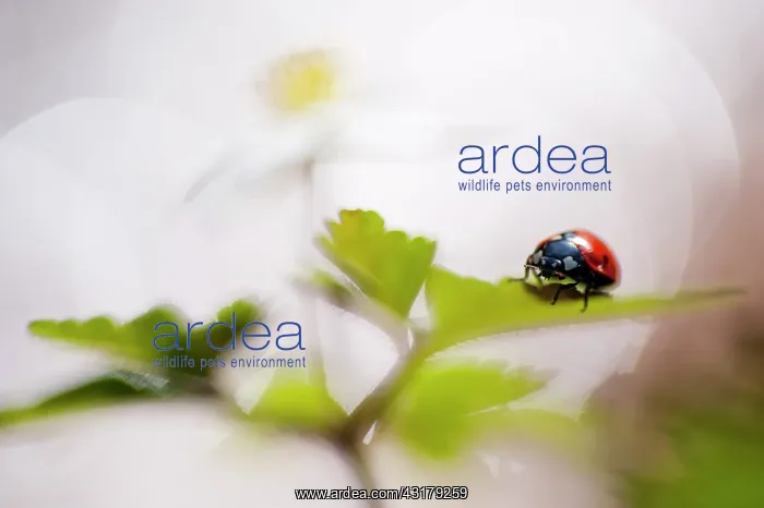 : Seven-spot Ladybird : Seven-spot Ladybird