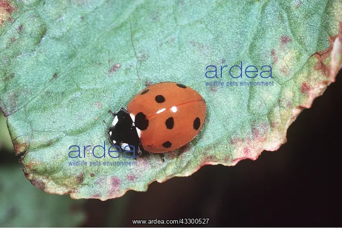  : SEVEN-SPOT LADYBIRD