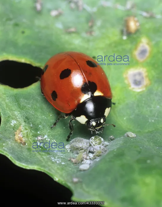: Seven-spot Ladybird : Seven-spot Ladybird