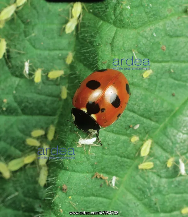 : Seven-spot Ladybird with aphids : Seven-spot Ladybird with aphids