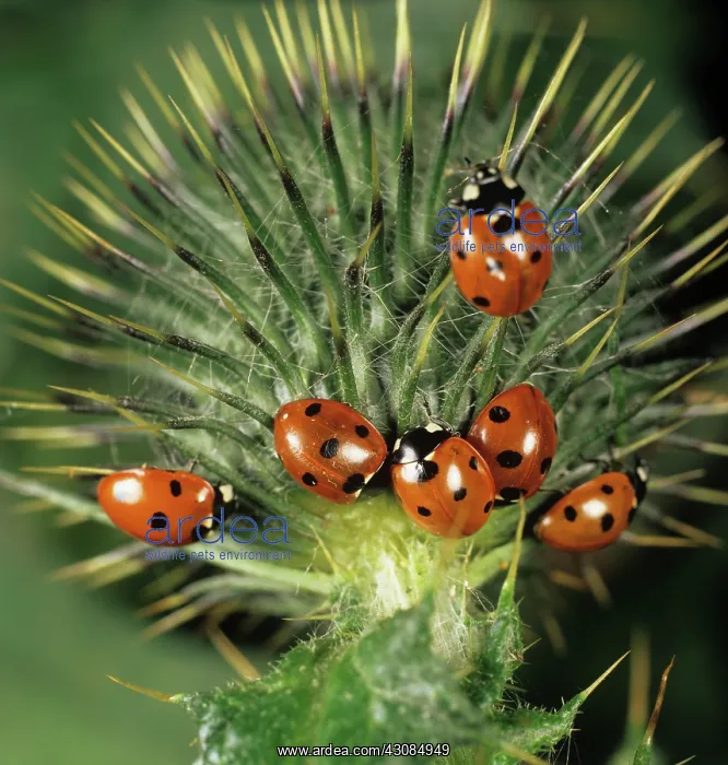  : Seven-spot Ladybird Beetles