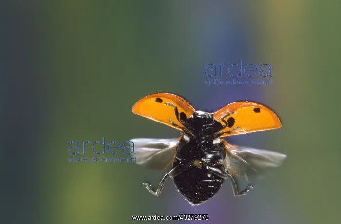 : Seven-spot Ladybird (Coccinella Septempunctata) : Seven-spot Ladybird (Coccinella Septempunctata)