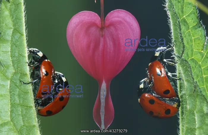 : Seven-spot Ladybird (Coccinella Septempunctata) : Seven-spot Ladybird (Coccinella Septempunctata)
