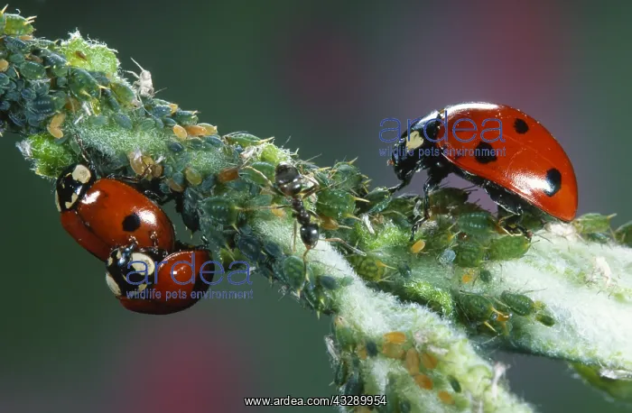 : Seven-spot Ladybird (Coccinella Septempunctata) : Seven-spot Ladybird (Coccinella Septempunctata)