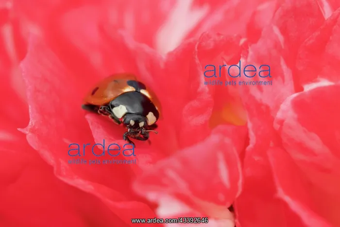 : Seven-spot ladybird (Coccinella septempunctata) : Seven-spot ladybird (Coccinella septempunctata)