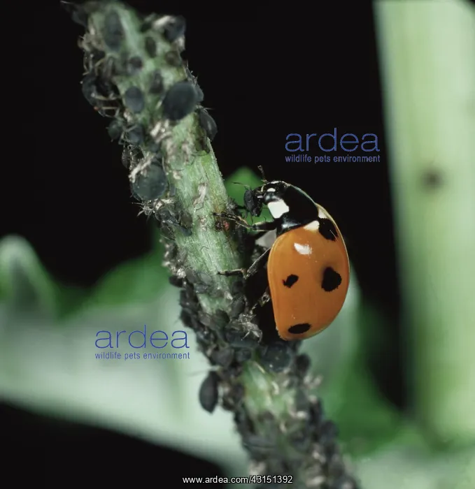 : Seven spot ladybird (Coccinella septum-punctata) : Seven spot ladybird (Coccinella septum-punctata)
