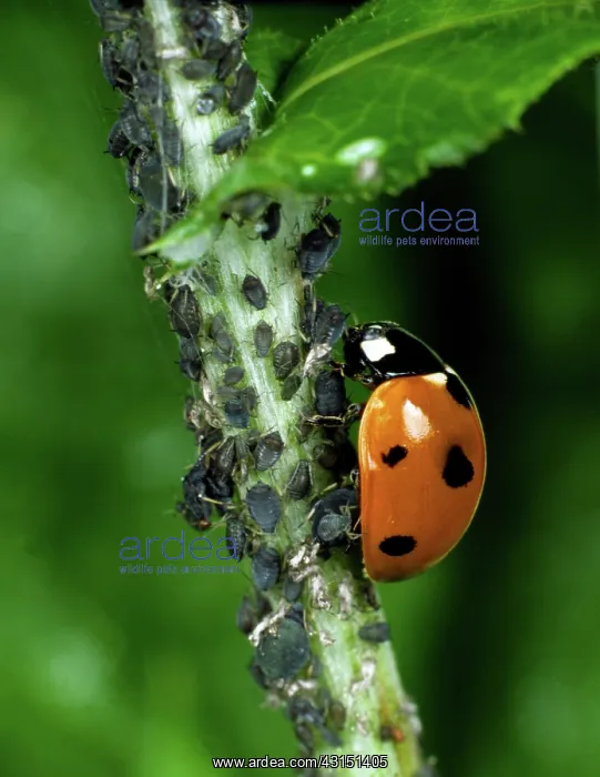 : Seven-spot ladybird (Coccinella septum-punctata) : Seven-spot ladybird (Coccinella septum-punctata)