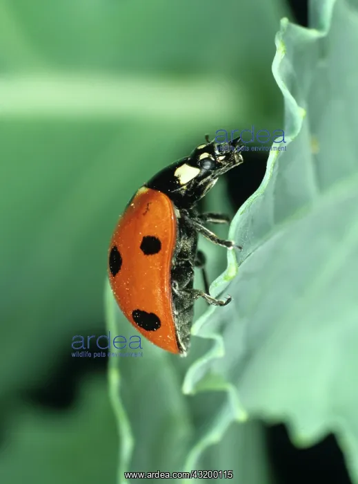 : Seven-spot Ladybird (Coccinella septum-punctata) : Seven-spot Ladybird (Coccinella septum-punctata)