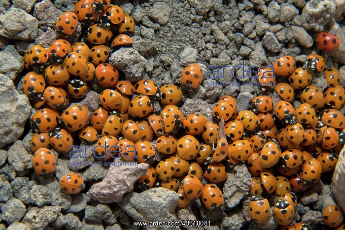 : Seven-spot ladybird - in dense cluster during mass migration : Seven-spot ladybird - in dense cluster during mass migration