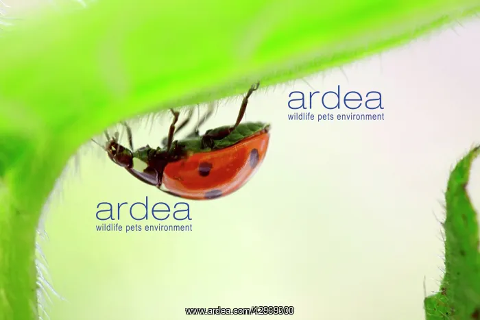 : Seven-spot Ladybird on Green Alkanet / Evergreen : Seven-spot Ladybird on Green Alkanet / Evergreen
