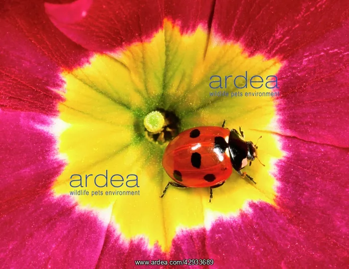 : Seven-spot ladybird - On Primula flower : Seven-spot ladybird - On Primula flower